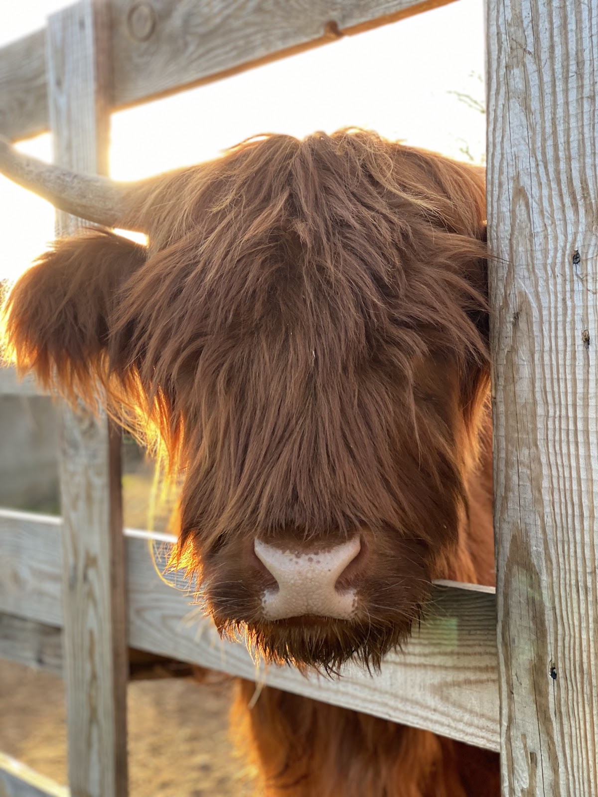 Farma Zwierząt i Przygód - Milimali, Mini Zoo