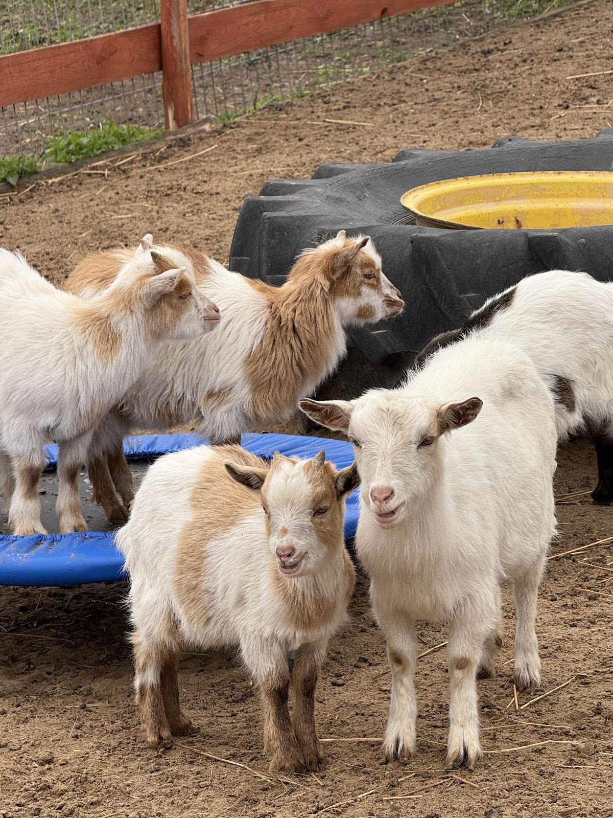 Photo of Farma Zwierząt i Przygód - Milimali, Mini Zoo